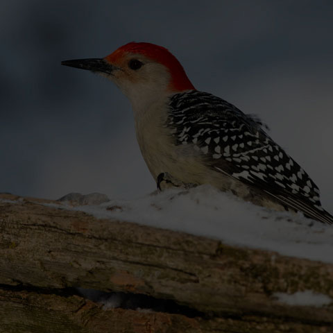 Red-bellied Woodpecker