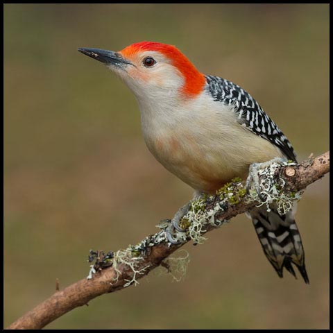 Red-bellied Woodpecker