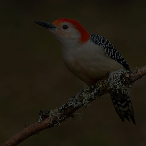 Red-bellied Woodpecker