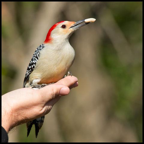 Red-bellied Woodpecker