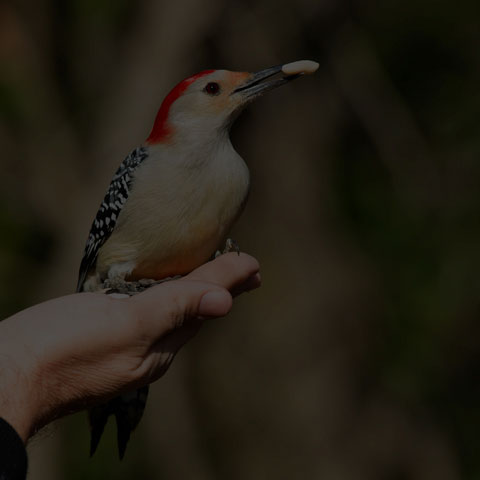 Red-bellied Woodpecker