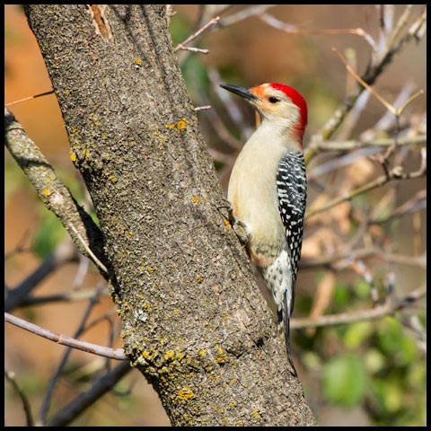 Red-bellied Woodpecker