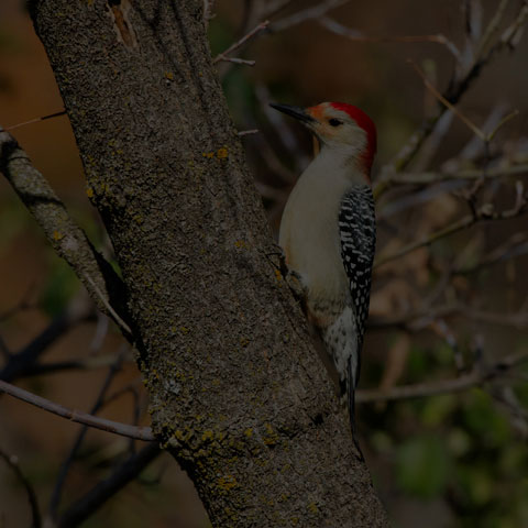 Red-bellied Woodpecker