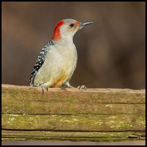 Red-bellied Woodpecker