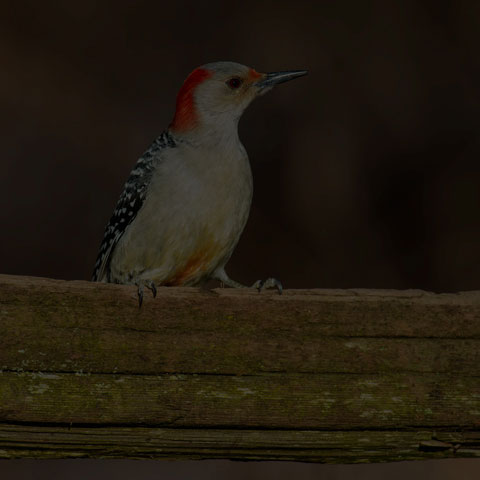 Red-bellied Woodpecker