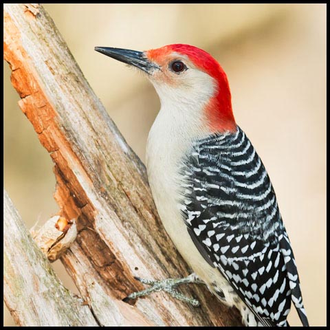 Red-bellied Woodpecker