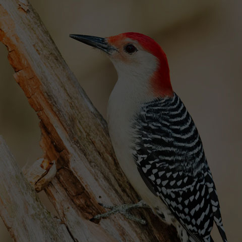 Red-bellied Woodpecker