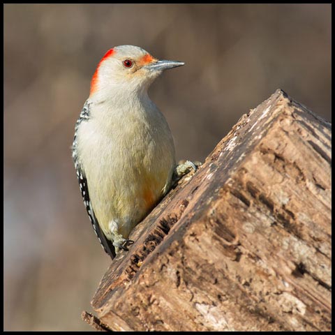 Red-bellied Woodpecker