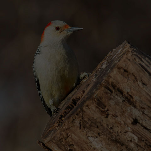 Red-bellied Woodpecker