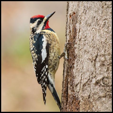 Yellow-bellied Sapsucker