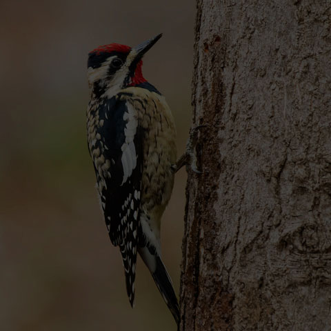 Yellow-bellied Sapsucker