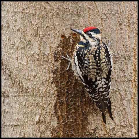 Yellow-bellied Sapsucker