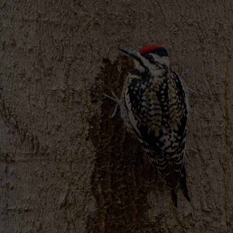 Yellow-bellied Sapsucker