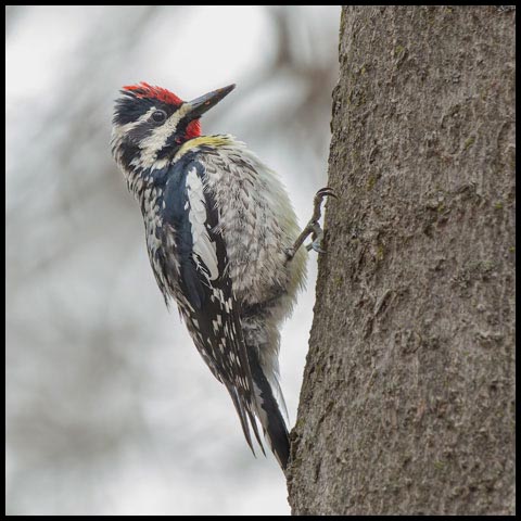 Yellow-bellied Sapsucker