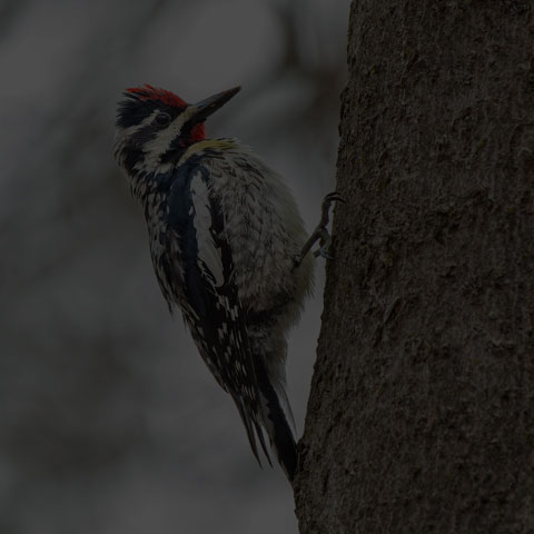 Yellow-bellied Sapsucker