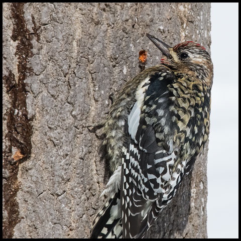 Yellow-bellied Sapsucker