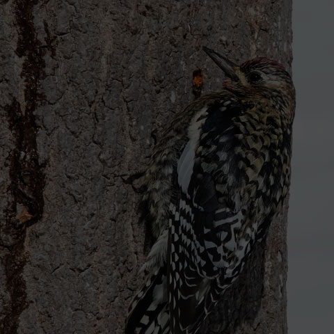 Yellow-bellied Sapsucker