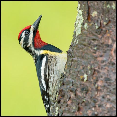 Yellow-bellied Sapsucker