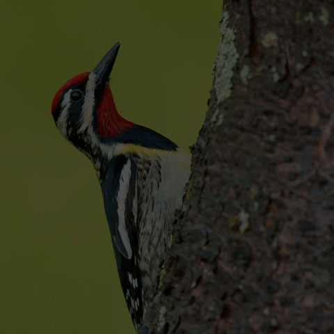 Yellow-bellied Sapsucker