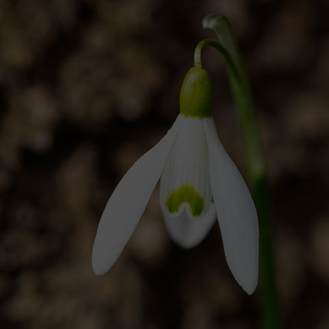 Common Snowdrop