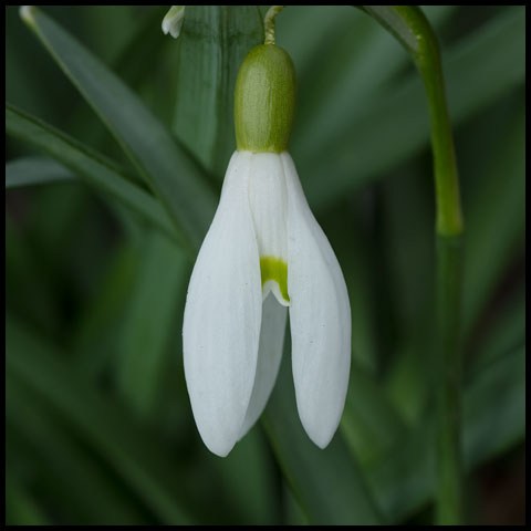 Common Snowdrop
