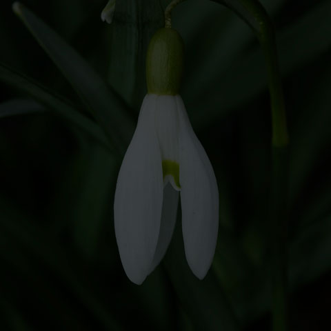Common Snowdrop