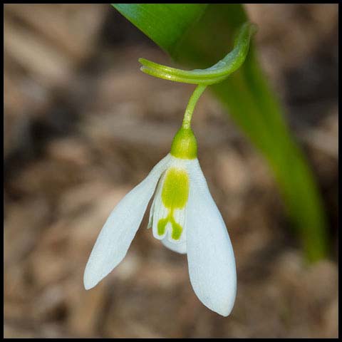 Greater Snowdrop