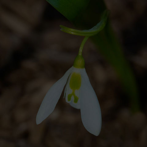 Greater Snowdrop