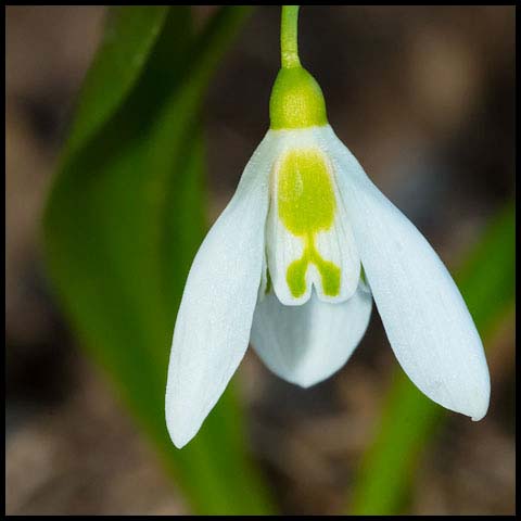 Greater Snowdrop