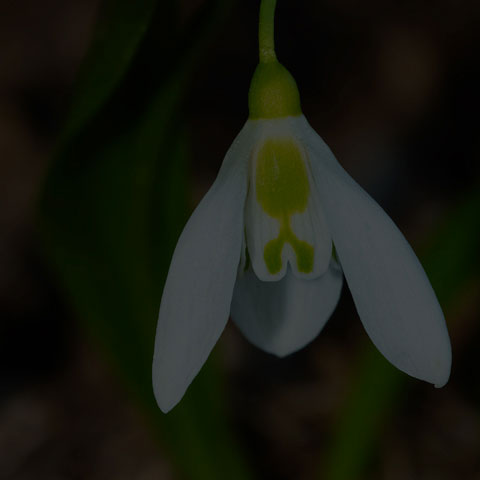 Greater Snowdrop