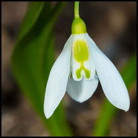 Greater Snowdrop