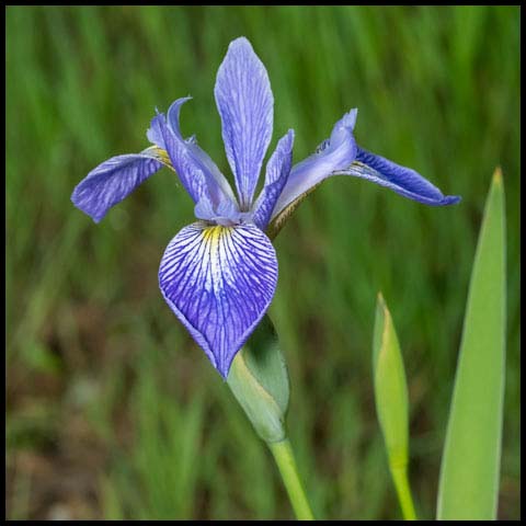 Northern Blue Flag