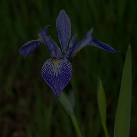 Northern Blue Flag