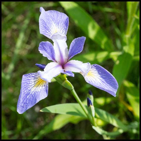 Northern Blue Flag