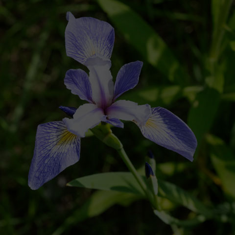 Northern Blue Flag