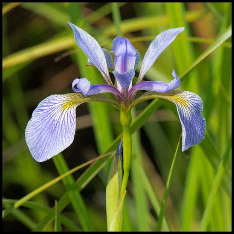 Northern Blue Flag