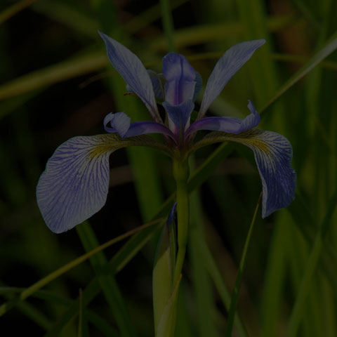 Northern Blue Flag