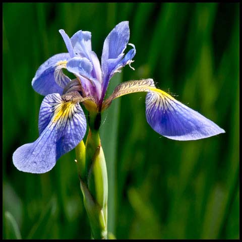 Northern Blue Flag