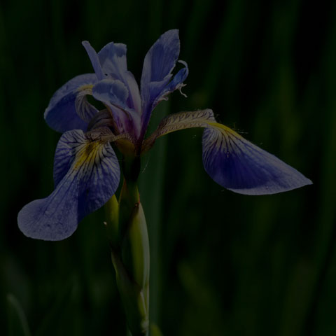 Northern Blue Flag