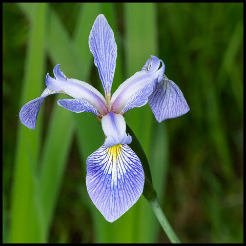 Northern Blue Flag