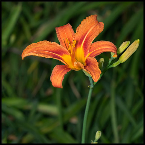 Orange Day-lily