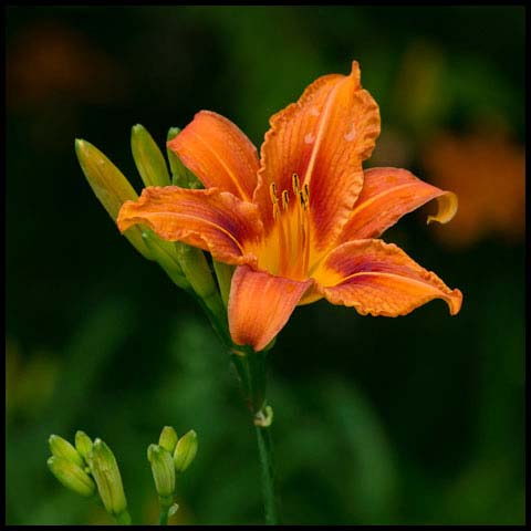 Orange Day-lily