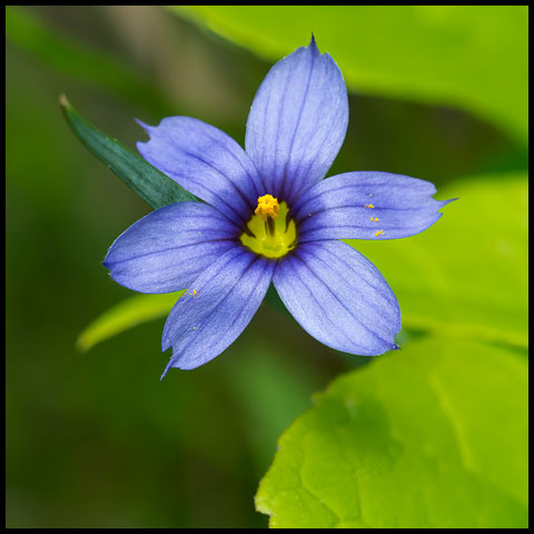 Strict Blue-eyed Grass