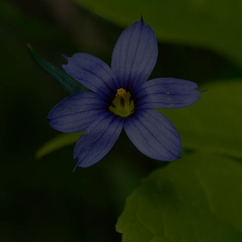 Strict Blue-eyed Grass