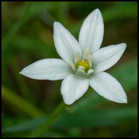Common Star-of-Bethlehem