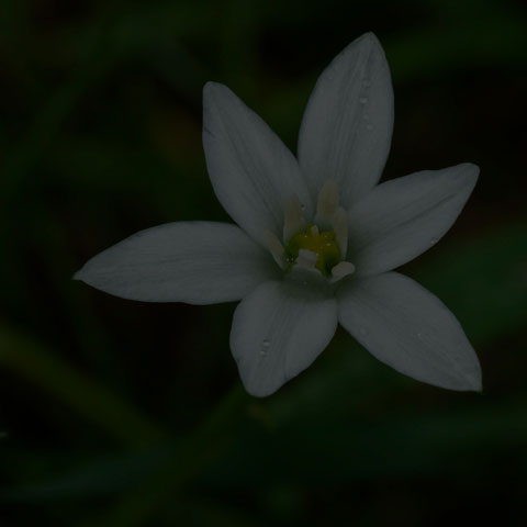 Common Star-of-Bethlehem