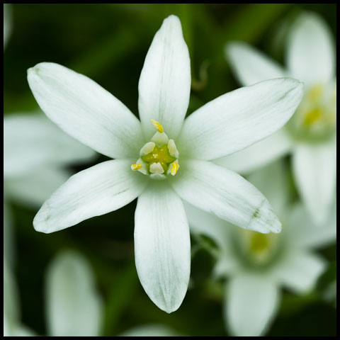 Common Star-of-Bethlehem