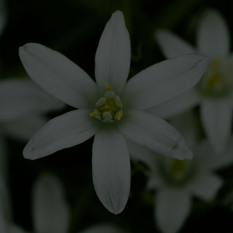 Common Star-of-Bethlehem