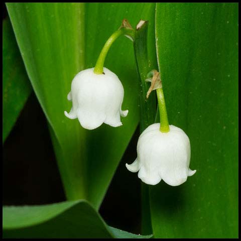 European Lily-of-the-valley