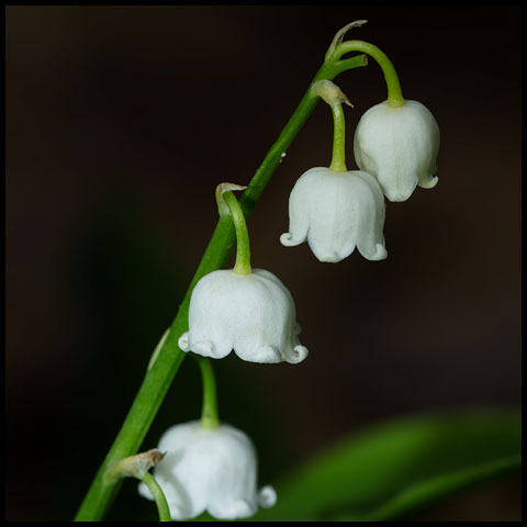 European Lily-of-the-valley